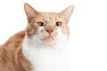 Portrait Orange Cat Funny Face Royalty Free Stock Photo