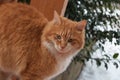 Portrait of orange cat with green eyes