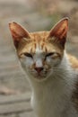 Portrait orange cat male Royalty Free Stock Photo