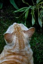 Portrait of an orange cat in the park Royalty Free Stock Photo