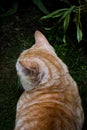 Portrait of an orange cat in the park Royalty Free Stock Photo