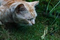 Portrait of an orange cat in the park Royalty Free Stock Photo