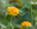 Portrait of an orange flower blossom in a flower bed Royalty Free Stock Photo