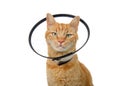 Portrait of an orange ginger tabby cat wearing an elizabethian collar Royalty Free Stock Photo