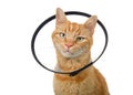 Portrait of an orange ginger tabby cat wearing an elizabethian collar Royalty Free Stock Photo