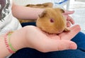 Portrait of orange guinea pig with red eyes in hands. Breeding and care of pets, domestic animals Royalty Free Stock Photo