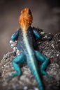 Portrait of an Orange Headed Agama Lizard Royalty Free Stock Photo