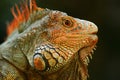 Portrait of orange iguana in the dark green forest, Costa Rica