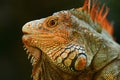 Portrait of orange iguana in the dark green forest, Costa Rica