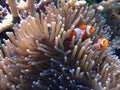 A Portrait of orange nemo clown fish and its beautiful anemone