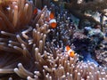 A Portrait of orange nemo clown fish and its beautiful anemone