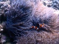 A Portrait of orange nemo clown fish and its beautiful anemone Royalty Free Stock Photo