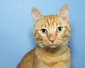 Portrait Orange Tabby Cat on Blue Background