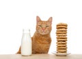 Portrait of an orange tabby cat with chocolate chip cookies stacked high and bottle of milk Royalty Free Stock Photo