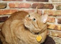 Portrait of an orange tabby cat with collar Royalty Free Stock Photo