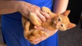 PORTRAIT: Orange tabby kitty looks into camera while playfighting in woman's lap Royalty Free Stock Photo