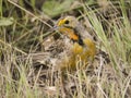 Portrait of a orange-throated longclaw Royalty Free Stock Photo