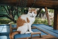 portrait of an orange and white cat sitting