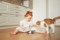 Cute ginger kitten drinking milk on the floor isolated on white background Royalty Free Stock Photo