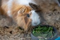 Portrait Of orange-white Guinea Pig Close. Guinea Pig eating grass