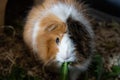 Portrait Of orange-white Guinea Pig Close. Guinea Pig eating grass