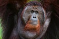 Portrait of Orangutan. Royalty Free Stock Photo
