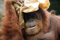 Portrait of orangutan Royalty Free Stock Photo