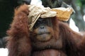 Portrait of orangutan Royalty Free Stock Photo