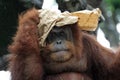 Portrait of orangutan Royalty Free Stock Photo