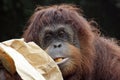 Portrait of orangutan Royalty Free Stock Photo