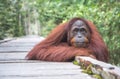 Portrait of an orangutan. Royalty Free Stock Photo