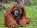 Portrait of Orangutan Royalty Free Stock Photo