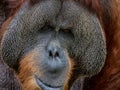 Portrait of Orangutan Royalty Free Stock Photo