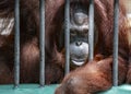 Portrait Orangutan monkey behind zoo bars or Orangutan in cage, Orangutan looking at camera Royalty Free Stock Photo