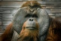 Portrait of an orangutan sitting close