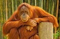 Portrait of an orangutan.