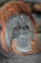 Portrait of an Orangutan Royalty Free Stock Photo