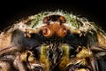 Portrait of a orbweaver spider