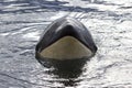 Portrait of a orca or killer whale peeking of the water Royalty Free Stock Photo