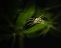 Portrait of an orchard orbweaver spider on its web against a blurred green background Royalty Free Stock Photo