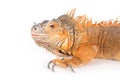 Portrait of ordinary iguanas (red morph).