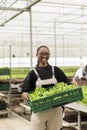 Portrait of organic food grower showing crate with fresh lettuce production ready for delivery