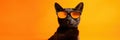 Portrait Oriental Cat With Sunglasses Orange Background Oriental Cat Breeds, Portrait Photography Ti