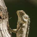 Portrait of Oriental garden lizard in Pottuvil, Sri Lanka Royalty Free Stock Photo