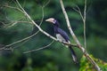 Portrait of Oriental pied hornbill (Anthracoceros albirostris) Royalty Free Stock Photo