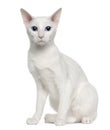 Portrait of Oriental Shorthair cat Royalty Free Stock Photo