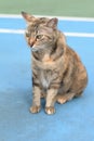 A portrait orientation photo taken on a light colored torbie cat