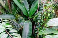 A portrait-orientation photograph of some large green leaves