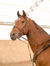 Orlov trotter stallion with white spot on forehead Royalty Free Stock Photo