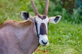 Portrait of a Oryx gazelle in the meadow Royalty Free Stock Photo